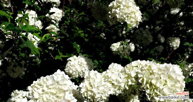 探寻以琼花的花语传递的深刻含义 以琼花的花语传达的美好寓意