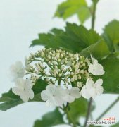 探寻以琼花的花语传递的深刻含义 以琼花的花语传达的美好寓意