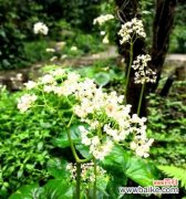 凋零中的坚强与美丽 秋海棠叶的寓意与象征