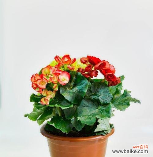 凋零中的坚强与美丽 秋海棠叶的寓意与象征