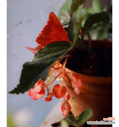 凋零中的坚强与美丽 秋海棠叶的寓意与象征