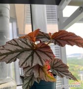 秋海棠叶的寓意及相关文化传承 秋海棠叶的寓意与象征