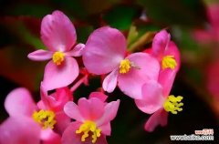 秋海棠的花语 秋海棠花语与生活的启示