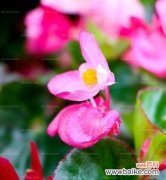 秋海棠花语及寓意揭示的情感境界 秋海棠——花中的哀思