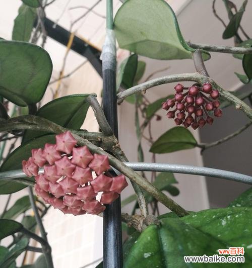 探寻球兰花的寓意与象征 球兰花的花语与意义