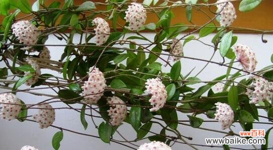 唤起内心美的以球兰，花开于心间 以球兰的花语——纯洁与高尚的象征