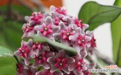 唤起内心美的以球兰，花开于心间 以球兰的花语——纯洁与高尚的象征