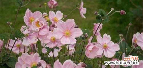 秋牡丹的代表含义与传承 秋牡丹花语