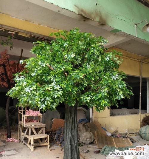 传承与坚韧的小榕树 小榕树的寓意与象征