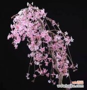 花开花落，寄托着人们的希望和感动 樱花之美