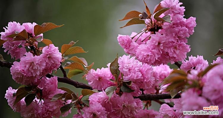 探索樱花之美，领悟其深刻寓意 樱花盛放，寓意美好