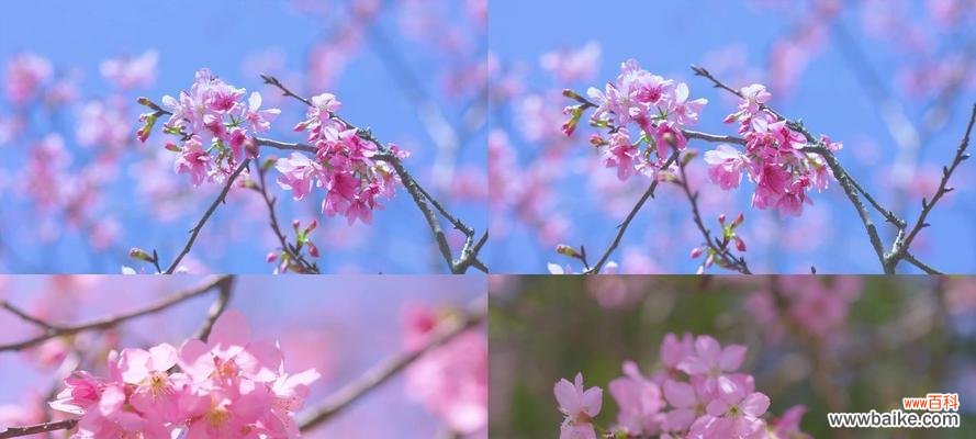探索樱花之美，领悟其深刻寓意 樱花盛放，寓意美好