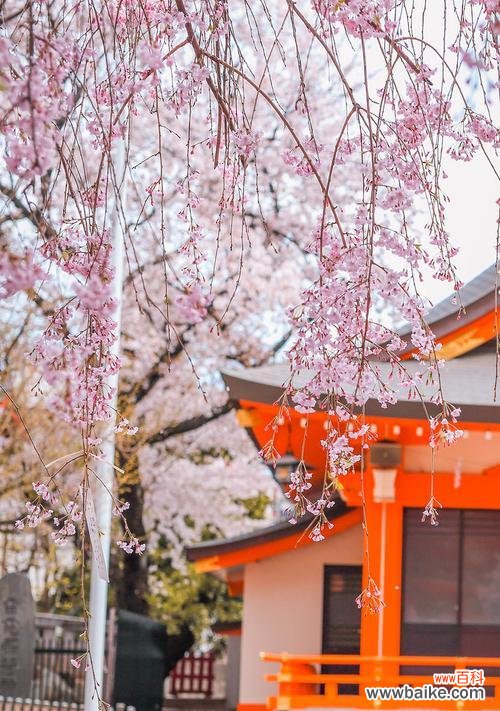 探索樱花之美，领悟其深刻寓意 樱花盛放，寓意美好