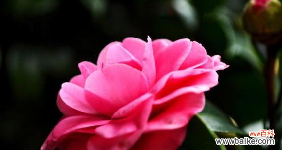 探索山茶花的花语 山茶花之美