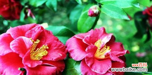 山茶花的美丽与传承 山茶花的花语与寓意