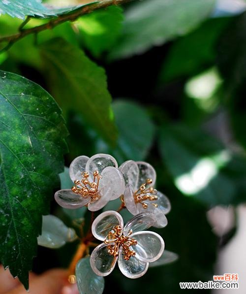 沉静 山荷叶花语之美