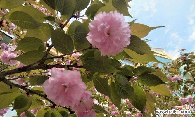 山樱花之美 以山樱花的花语为主题的文章