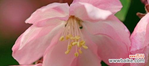 探寻花之语言 山樱花与西洋樱花