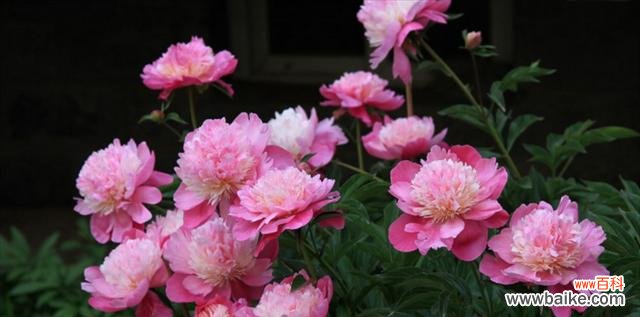 探索芍药花所代表的情感和含义 芍药花的花语与象征