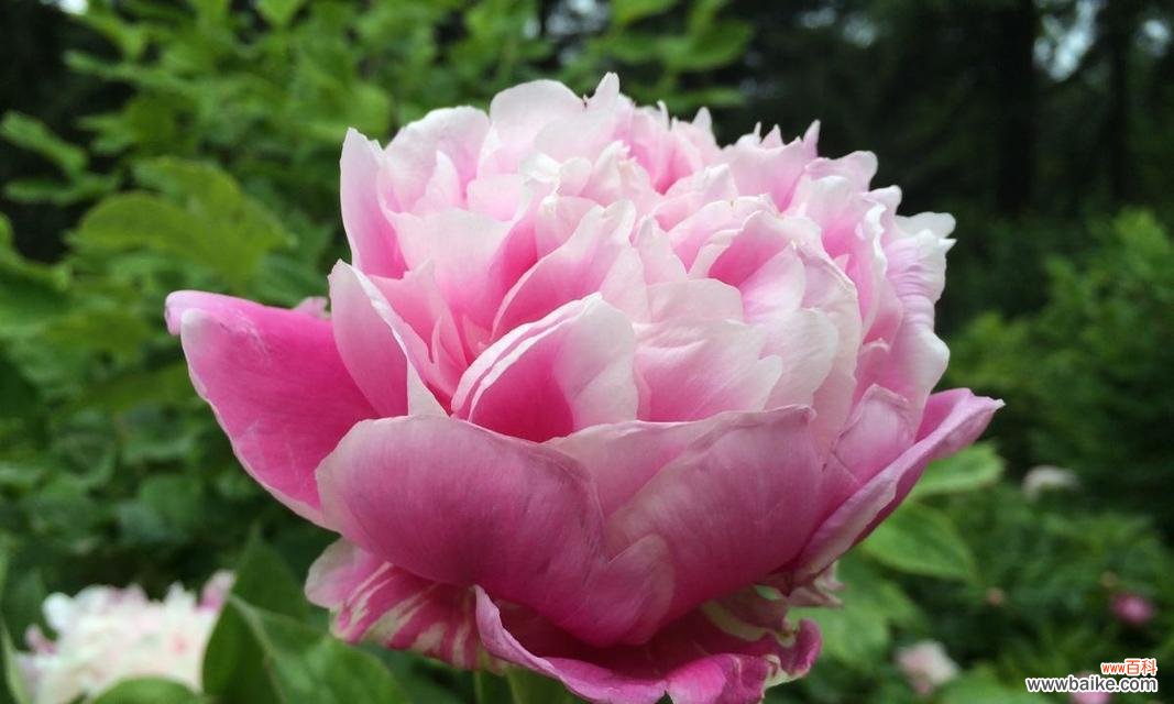 探寻芍药花的花语和象征意义 芍药花的美丽与象征意义