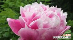 芍药花花语及其深层意义 芍药花