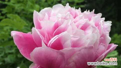 芍药花花语及其深层意义 芍药花