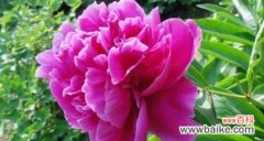 揭示芍药花的意义和传统文化内涵 芍药花花语的深刻象征意义