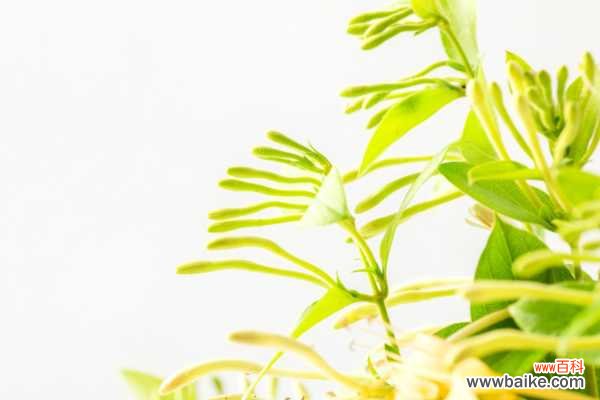 金银花叶子可以泡水喝吗，叶子泡水的功效与作用