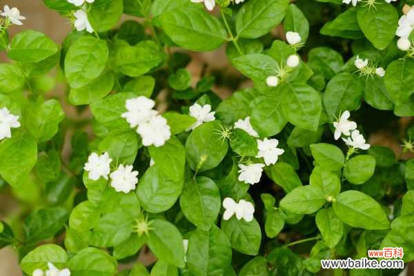 茉莉花有毒吗，茉莉花能在卧室养吗
