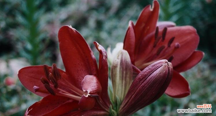 百合花压在小腹上有什么特别含义？