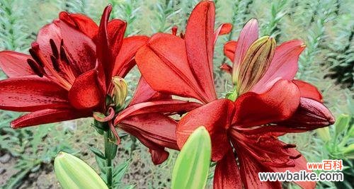 百合花压在小腹上有什么特别含义？