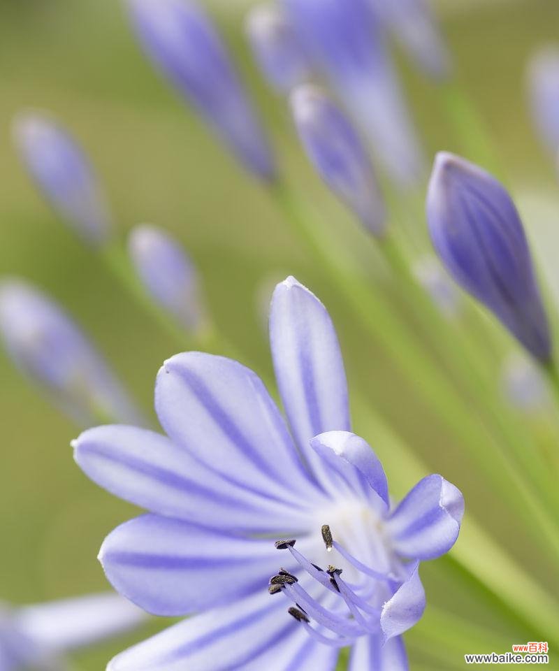 蓝百合在网络用语中代表什么？蓝百合的含义是什么？