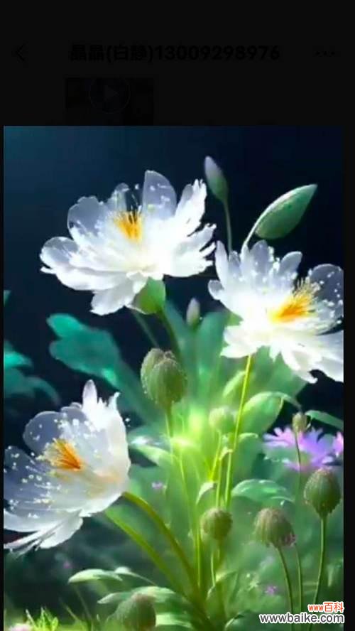 蓝百合在网络用语中代表什么？蓝百合的含义是什么？