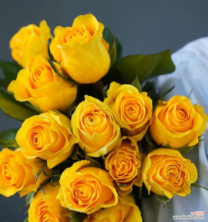 黄色玫瑰花象征死亡的原因是什么？