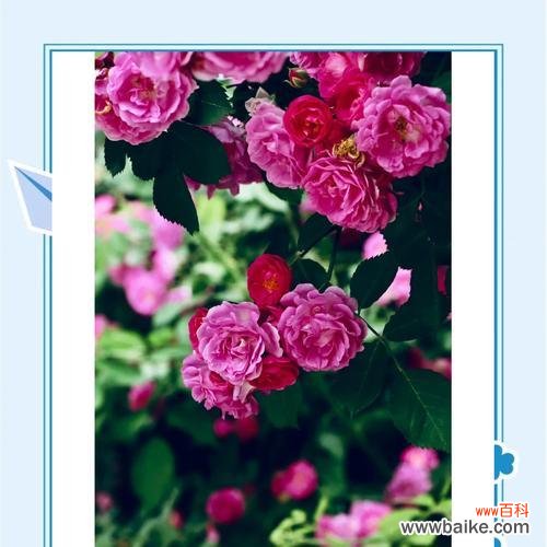 花卉在不同场合代表什么意义?