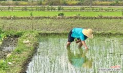 水稻扦插的含义是什么？水稻扦插技术是什么？