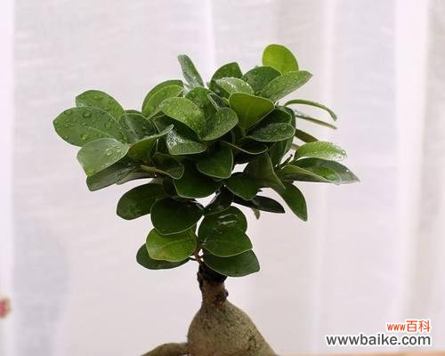 打造寓意丰富的榕树盆景,快速掌握养护技巧 以榕树盆景怎么养寓意最好