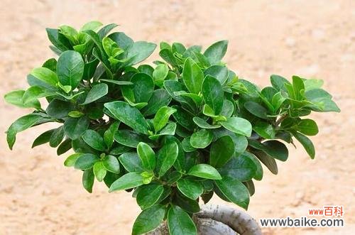 打造寓意丰富的榕树盆景,快速掌握养护技巧 以榕树盆景怎么养寓意最好