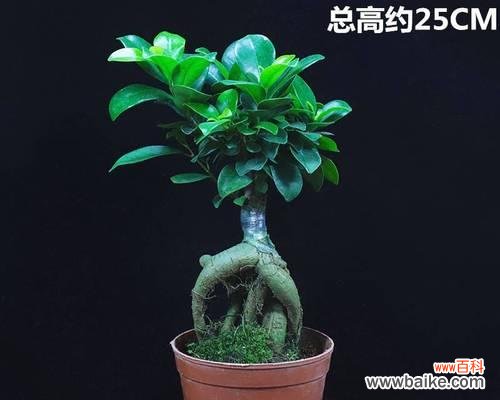 打造寓意丰富的榕树盆景,快速掌握养护技巧 以榕树盆景怎么养寓意最好