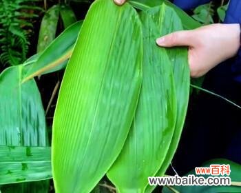 箬叶的特点与用途 探究箬叶的意义及应用