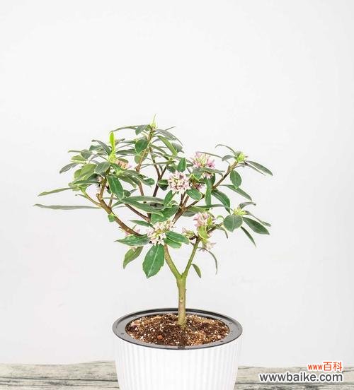 探寻瑞香花的花语之美 瑞香花花语的魅力与寓意