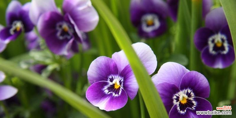 探寻三色堇花的内涵与象征 三色堇的花语与寓意