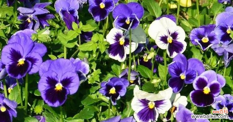 探寻三色堇花的内涵与象征 三色堇的花语与寓意