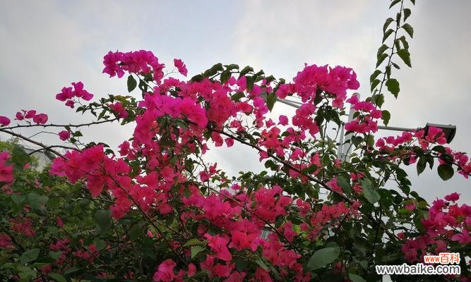 传承千年的美丽，三角梅花散发着深远的意义 三角梅花语