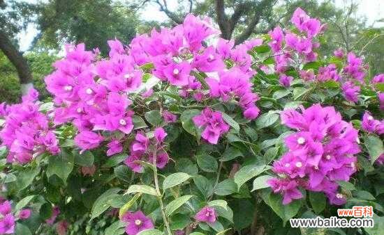 传承千年的美丽，三角梅花散发着深远的意义 三角梅花语