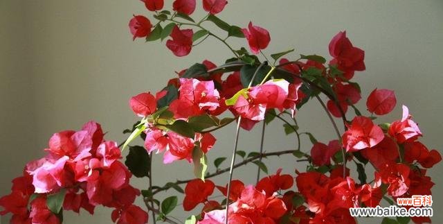 传承千年的美丽，三角梅花散发着深远的意义 三角梅花语