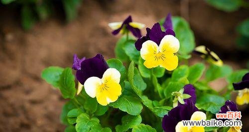 探寻三色堇的神奇之处及其在不同文化中的吉祥象征 三色堇花语与传说