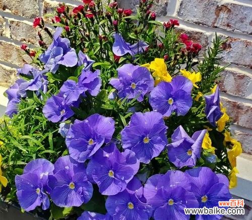 探寻三色堇的神奇之处及其在不同文化中的吉祥象征 三色堇花语与传说