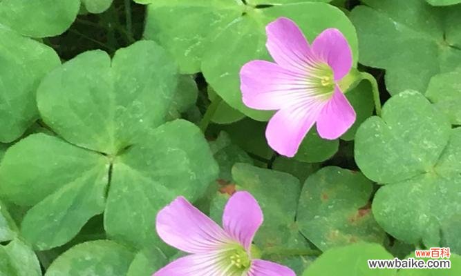 寓意吉祥和幸运的三叶草 三叶草的花语之美