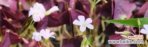 寓意吉祥和幸运的三叶草 三叶草的花语之美